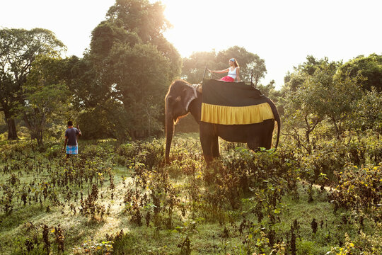 Woman Riding Elephant at sunrise. Dambulla, Sri Lanka.