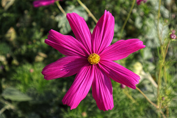 Blüten, Blumen, Sommer, Garten, lila