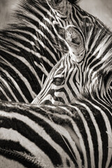 Naklejka na ściany i meble Zebra close up. Uganda, Africa.