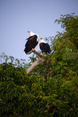 A pair of Fish Eagles in a tree. Lake Mburo, Uganda, Africa.