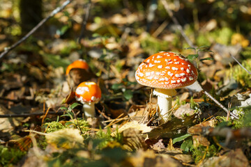 Bright red fly agaric mushroom with white dots in autumn forest near yellow leaves, lingonberry bushes, moss. Poisonous mushroom grows in sun. Nature, seasonal autumn forest, outdoor walk, mushrooms