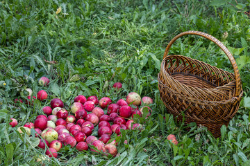 red ripe apple lies on the grass in the garden