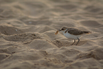 chorlitejo patinegro en playa