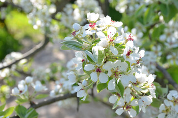 White flowers of a blossoming apple tree.
