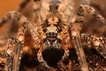 Closeup of the eyes of the infamous but actually harmless Mediterranean Spiny False Wolf Spider Zoropsis spinimana, found in Italy.
