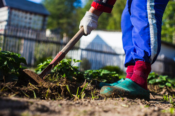 Farmer cultivating land in the garden with hand tools. Soil loosening. Gardening concept....
