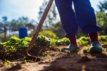 Farmer cultivating land in the garden with hand tools. Soil loosening. Gardening concept....