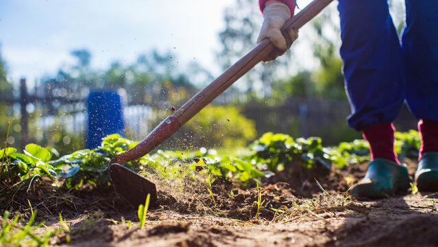 Farmer cultivating land in the garden with hand tools. Soil loosening. Gardening concept. Agricultural work on the plantation