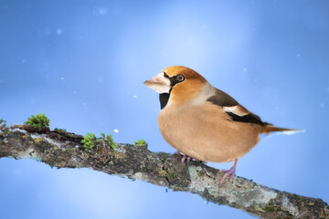 Hawfinch Coccothraustes coccothraustes amazing bird perched on tree blue winter background
