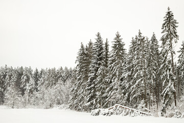 Forest after a heavy snowfall. Winter landscape. Day in the winter forest with freshly fallen snow