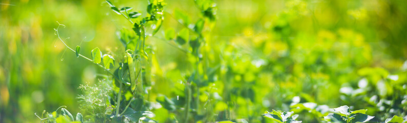 Pea crops planted in soil get ripe under sun. Cultivated land close up with sprout. Agriculture plant growing in bed row. Green natural food crop