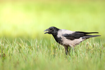 Bird - hooded crow ( Corvus cornix ) on green grassland summer Poland Europe
