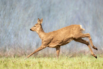 Naklejka premium female roe deer Capreolus capreolus Majestic roe deer, capreolus capreolus, approaching on green meadow in spring. Male mammal with orange fur walking through grass