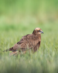 Birds of prey - Marsh Harrier female Circus aeruginosus hunting time