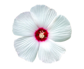 Hibiscus (Malvaceae, Hibiscus moscheutos, Hibiscus trionum) white beautiful and delicate flower...