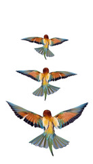 colorful birds set with flying up on white background