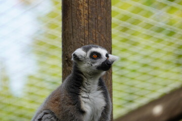 Ring tailed lemur © Colin