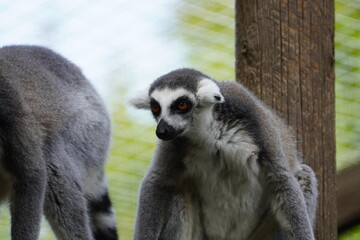 Ring tailed lemur