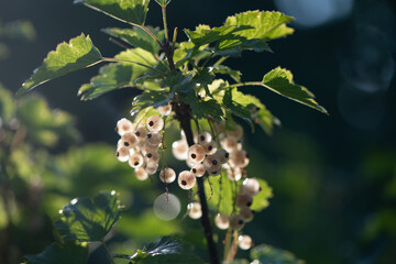 Ripe white currant berries in backlight. growing your own organic food