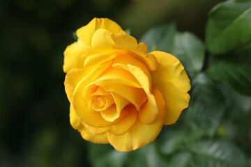 Open incredibly beautiful yellow Rose in the garden. Floral background. Soft focus. Close up beautiful yellow rose. Natural floral background. Horizontal photo. Without people. Beautiful postcard 
