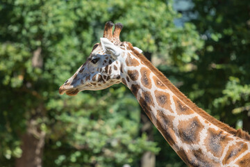 Giraffe head and neck. In the background are trees.