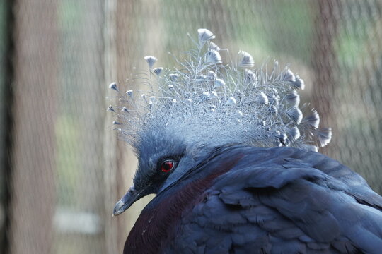 Victoria Crowned Pigeon