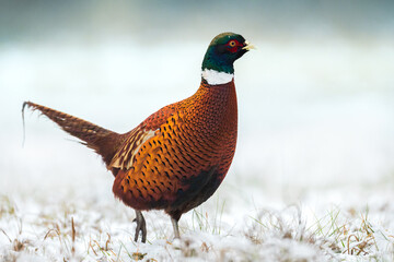 Common pheasant (Phasianus colchius) Ring-necked pheasant in natural habitat, winter time, snow
