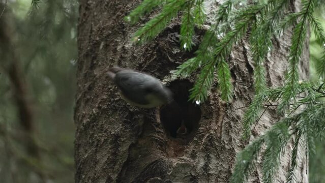 Eurasian nuthatch feeding hungry chicks on a rainy day in Estonian boreal forest on a spring day