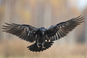 A beautiful raven (Corvus corax) flying bird North Poland Europe