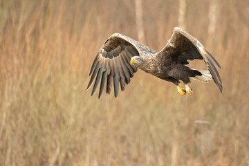 Majestic predator White-tailed eagle, Haliaeetus albicilla in Poland wild nature flying bird