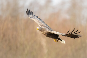 Majestic predator White-tailed eagle, Haliaeetus albicilla in Poland wild nature flying bird