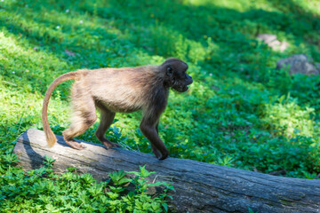 Fototapeta premium The adult Gelada baboon monkey stands on the ground and eats dry grass. The background is green.