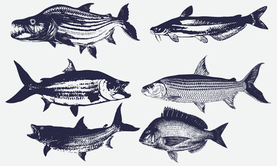 Tigerfishes collection  vintage vector