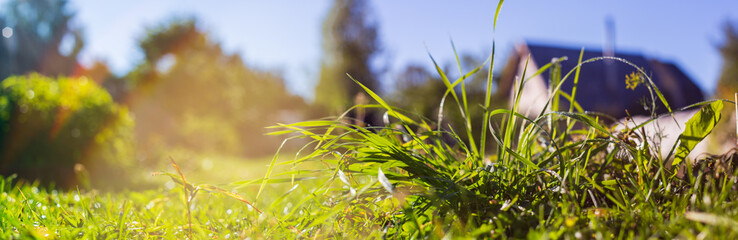 Background panorama of natural landscape of green grass blades close up. Beautiful natural countryside landscape with strong blurry background