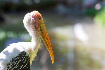 Big bird Nesyt afrika - Mycteria ibis from the Storks family stands in a meadow and there are green bushes around.