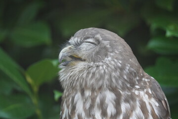 Barking owl