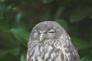 Barking owl