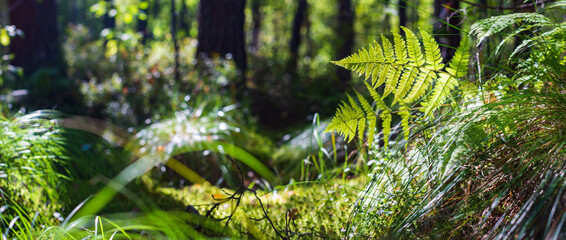 Panoramic background with closeup of forest green plants, moss and grass on swamp. Beautiful natural landscape with a blurred background and copyspace