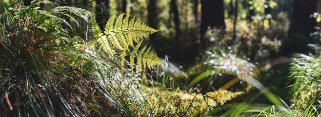 Panoramic background with closeup of forest green plants, moss and grass on swamp. Beautiful natural landscape with a blurred background and copyspace