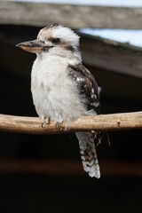Kookaburra