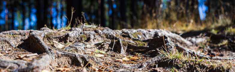 Close-up roots of pine in forest. Low point of view in nature landscape with strong blurry background. Ecology environment