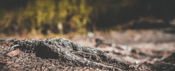 Close-up roots of pine in forest. Low point of view in nature landscape with strong blurry background. Ecology environment