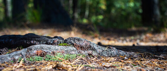 Close-up roots of pine in forest. Low point of view in nature landscape with strong blurry background. Ecology environment