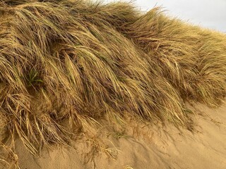 Dune grass on the north sea in the light of the evening sun 