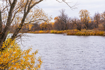 Autumn nature. The wind blows away yellow autumn oak leaves. River in the background. Deserted. No people. Wilderness nature.