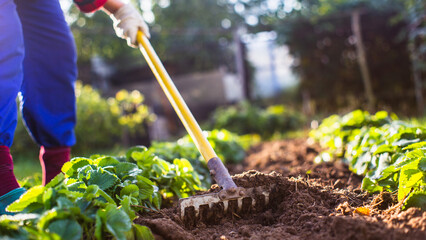 Farmer cultivating land in the garden with hand tools. Soil loosening. Gardening concept. Agricultural work on the plantation