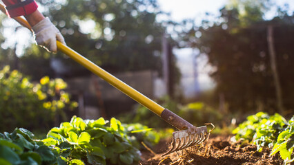 Farmer cultivating land in the garden with hand tools. Soil loosening. Gardening concept....