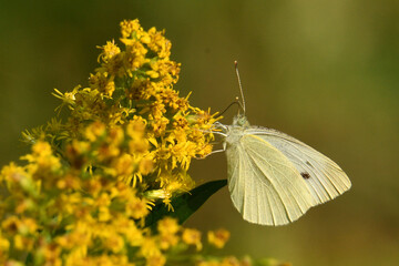 Motyl bielinek rzepnik