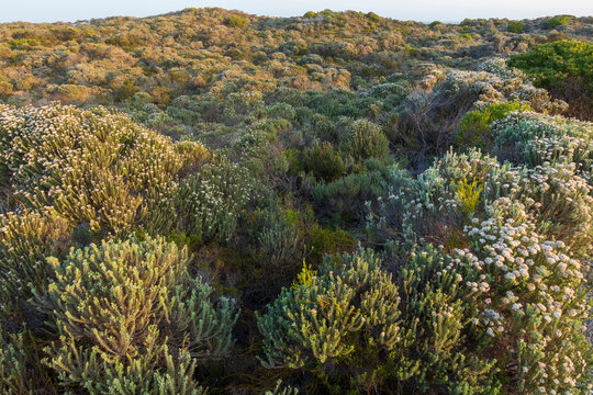 Typical coastal fynbos vegetation in the Cape Agulhas region. L'Agulhas in the Overberg, Western Cape, South Africa.