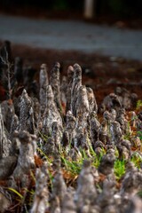 Cypress tree roots sticking up out of the ground 